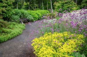 A perfect color duo of annuals: Purple vebena borenansis above a yellow sun-tolerant coleus layer above