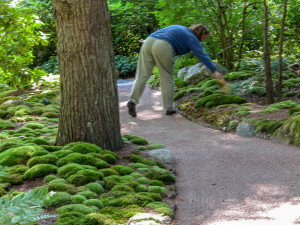 Sweeping the moss: a morning ritual