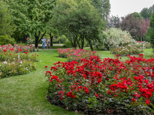 Meandering through the beautifully maintained rose garden, which showcases over 900 varieties of roses.